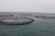 طرح پرورش ماهی و میگو در سواحل مکران اجرایی می‌شود