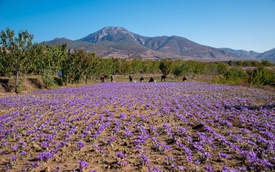 با تغییر آلگو‌های آب و هوا، زعفران ایرانی آب رفت